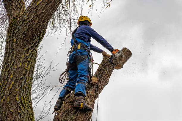 Best Firewood Processing and Delivery  in Fort Hall, ID